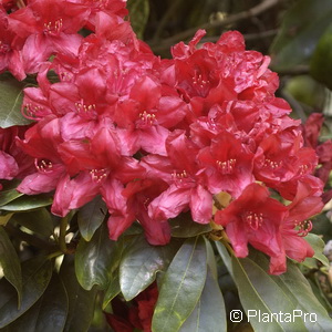 Rhododendron (Catawbiense-Gruppe)'Nova Zembla'