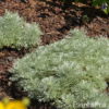 Artemisia schmidtiana'Nana'