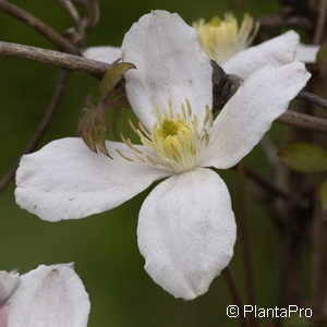 Clematis montana'Grandiflora'