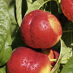 Prunus (Nektarine)'Silverlode'