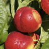 Prunus (Nektarine)'Silverlode'