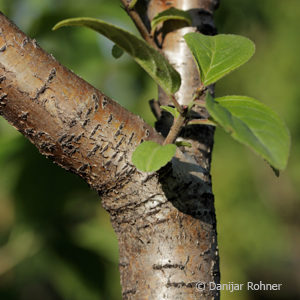 Rhamnus cathartica