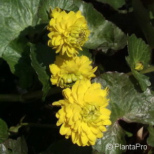 Caltha palustris'Plena'