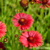 Gaillardia'Burgunder'