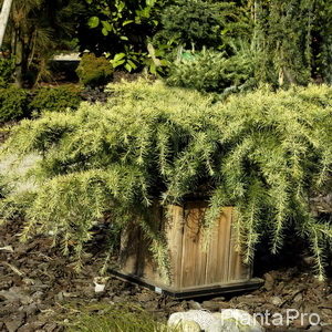 Cedrus deodara'Golden Horizon'