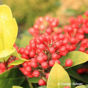 Skimmia japonica