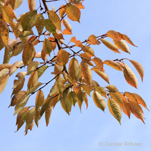 Prunus'Accolade'