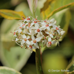 Cornus alba'Spaethii' 'Gouchaultii'