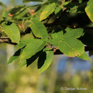 Amelanchier arborea'Robin Hill'