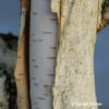 Betula utilis'Doorenbos'