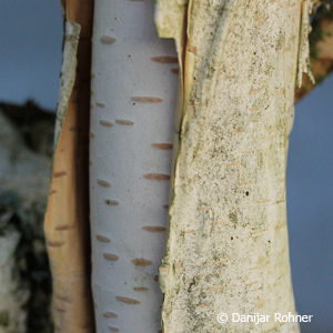 Betula utilis'Doorenbos'