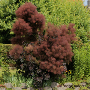 Cotinus coggygria'Royal Purple' 5 Cotinus coggygria'Royal Purple'