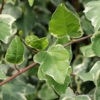 Hedera algeriensis'Gloire de Marengo'