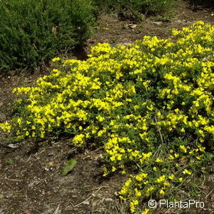 Genista pilosa'Vancouver Gold'