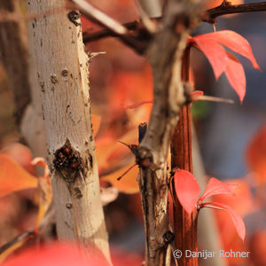 Berberis thunbergii'Atropurpurea'