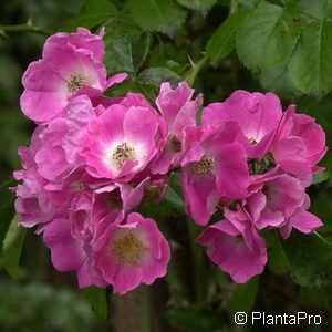 Kletterrose'American Pillar'