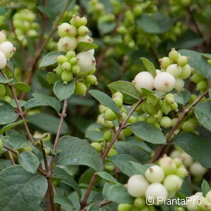 Symphoricarpos doorenbosii (x)'Magic Berry'