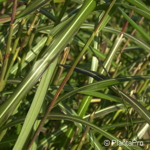 Miscanthus sinensis'Silberfeder'