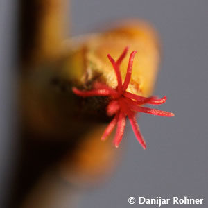 Corylus colurna