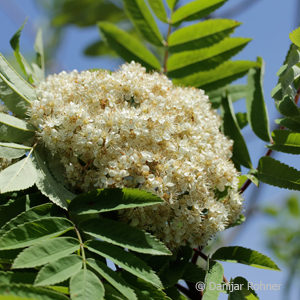 Sorbus aucuparia