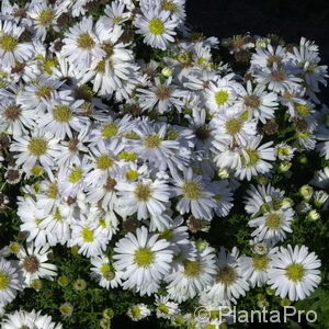 Aster (Dumosus-Gruppe)'Schneekissen'