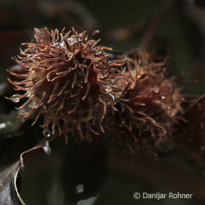 Fagus sylvatica'Atropunicea'