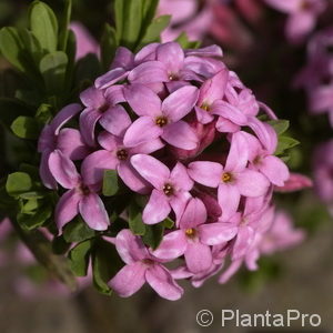 Daphne cneorum