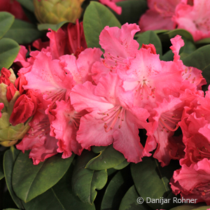 Rhododendron (Catawbiense-Gruppe)'Germania'