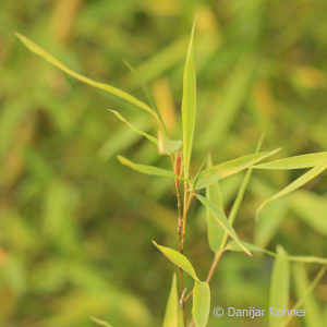 Phyllostachys aurea