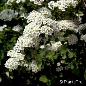 Spiraea trilobata