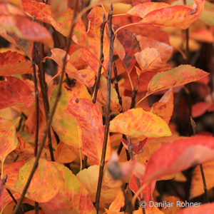 Amelanchier lamarckii