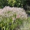 Lavandula angustifolia'Rosea'