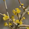 Cornus mas'Jolico'