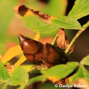 Aesculus hippocastanum