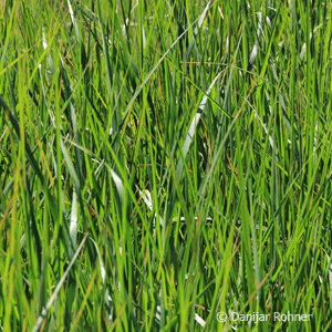 Calamagrostis acutiflora (x)'Karl Foerster'