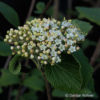 Viburnum lantana