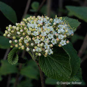 Viburnum lantana