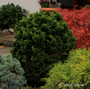 Chamaecyparis obtusa'Nana Gracilis'