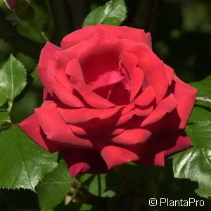 Kletterrose'Danse du Feu'