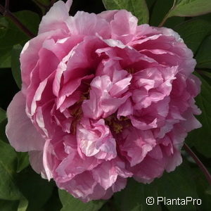 Paeonia suffruticosalila