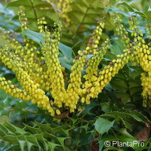 Mahonia media (x)'Winter Sun'