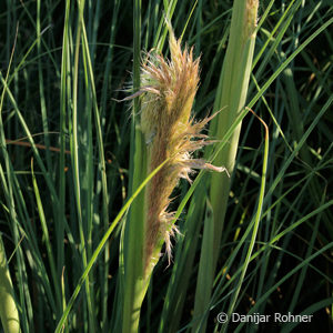 Cortaderia selloana