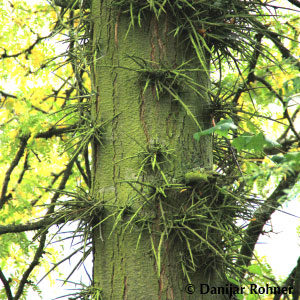 Gleditsia triacanthos