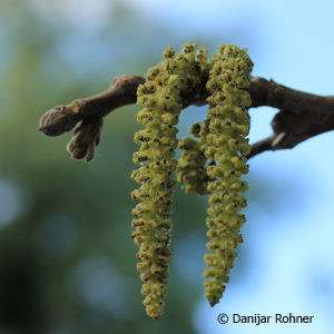 Juglans regia'Franquette'