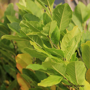 Magnolia stellata