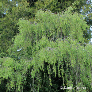 Betula pendula'Youngii'