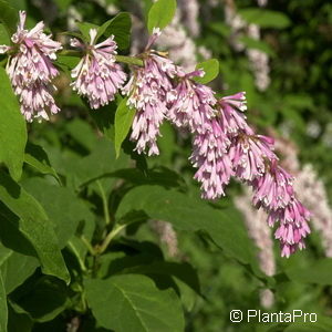 Syringa reflexa