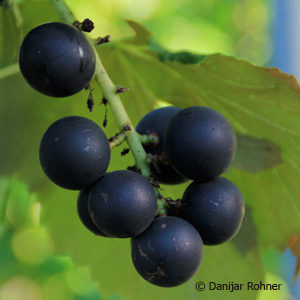 Vitis (Tessinertraube)'Early Campbell'