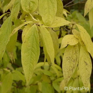 Chimonanthus praecox