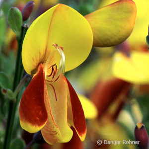 Cytisus scoparius'Andreanus Splendens'